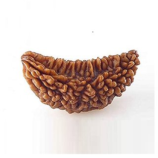                       JAIPUR GEMSTONE-Original and Natural 1 Mukhi Rudraksha/One Face Rudraksha Bead Certified by Lab                                              