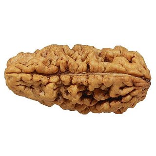 JAIPUR GEMSTONE-Natural and Genuine 1 Mukhi Rudraksha Bead by Lab Certified Rudraksh JAIPUR GEMSTONE-Natural and Genuine 1 Mukhi Rudraksha Bead by Lab Certified Rudraksh