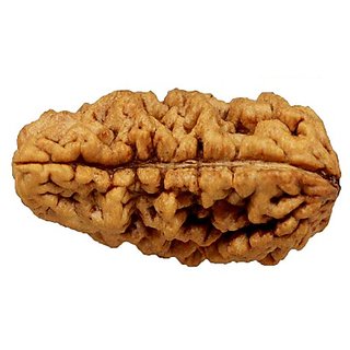 JAIPUR GEMSTONE-One Faced Rudraksha for Good Luck and Prosperity by Lab Certified Rudraksh JAIPUR GEMSTONE-One Faced Rudraksha for Good Luck and Prosperity by Lab Certified Rudraksh