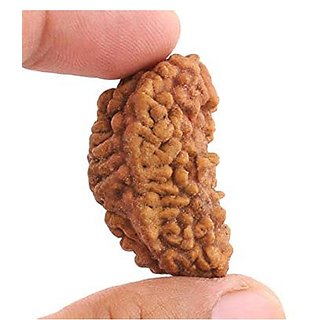                       JAIPUR GEMSTONE-Natural 1 mukhi rudraksha with lab Certified/ek mukhi Rudraksh                                              