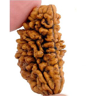                       JAIPUR GEMSTONE-100% Lab Certified Natural 1 Mukhi/Ek Mukhi Rudraksha by Lab Certified Rudraksh                                              