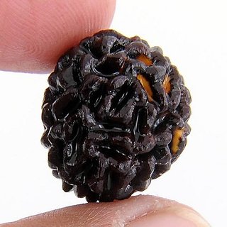                       JAIPUR GEMSTONE-100 Certified Natural Original Rudraksha Certified                                              