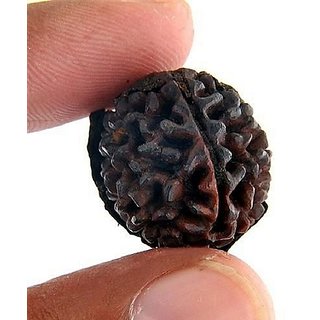                       JAIPUR GEMSTONE-100 Certified Natural Genuine Rudraksha (New 1 Mukhi)                                              