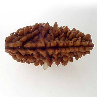 JAIPUR GEMSTONE-Ek Mukhi Rudraksha (Brown) JAIPUR GEMSTONE-Ek Mukhi Rudraksha (Brown)