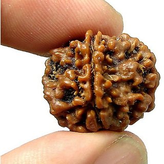                       JAIPUR GEMSTONE-1/ One Mukhi Rudraksha Lab Certified Original Pure Siddha                                              