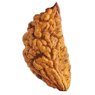 Jaipur Gemstone-one Mukhi Rudraksha Kuju Danaoriginal 1 Mukhi Rudraksh Jaipur Gemstone-one Mukhi Rudraksha Kuju Danaoriginal 1 Mukhi Rudraksh