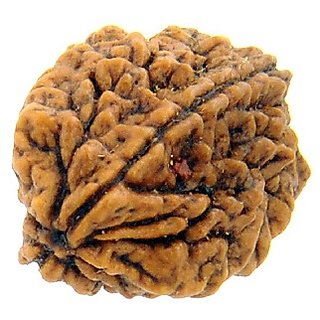 JAIPUR GEMSTONE-Certified Natural 1 Mukhi indonesian Rudraksha JAIPUR GEMSTONE-Certified Natural 1 Mukhi indonesian Rudraksha