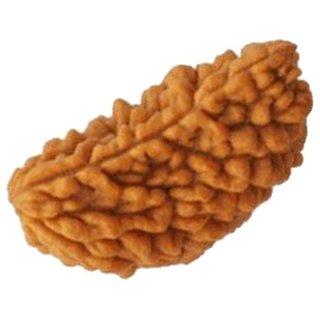                       JAIPUR GEMSTONE-Ek Mukhi India Rudraksha One-faced India Rudraksha                                              