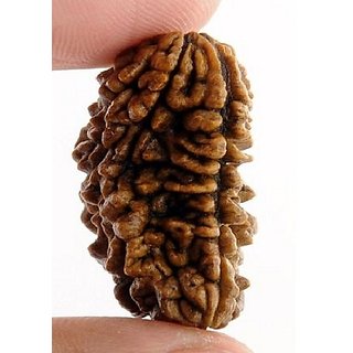 Jaipur Gemstone-1 Mukhi Rudraksha And Kuju Dana Rudraksha Certified By Lab Jaipur Gemstone-1 Mukhi Rudraksha And Kuju Dana Rudraksha Certified By Lab