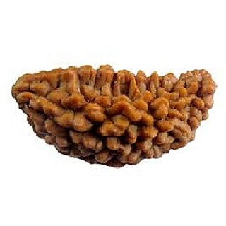 JAIPUR GEMSTONE-1 Mukhi Rudraksha Attractive and Precious Beads Certified by Lab Certified Rudraksh JAIPUR GEMSTONE-1 Mukhi Rudraksha Attractive and Precious Beads Certified by Lab Certified Rudraksh