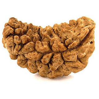 JAIPUR GEMSTONE-Natural 1 mukhi rudraksha with lab Certified/Symbol of Lord Shiva JAIPUR GEMSTONE-Natural 1 mukhi rudraksha with lab Certified/Symbol of Lord Shiva