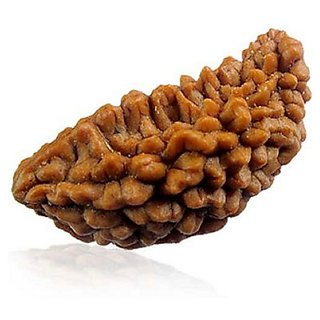 JAIPUR GEMSTONE-1 Mukhi Rudraksha and Kuju Dana Rudraksha Pure Indonesian Rudraksha Certified by Lab Certified JAIPUR GEMSTONE-1 Mukhi Rudraksha and Kuju Dana Rudraksha Pure Indonesian Rudraksha Certified by Lab Certified