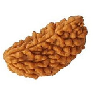 JAIPUR GEMSTONE-1 Mukhi Rudraksha and Kuju Dana Rudraksha Precious Beads Certified Rudraksha JAIPUR GEMSTONE-1 Mukhi Rudraksha and Kuju Dana Rudraksha Precious Beads Certified Rudraksha