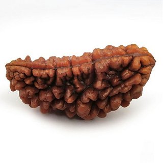 JAIPUR GEMSTONE-1 Mukhi Rudraksha and Kuju Dana Rudraksha Supernatural Beads Certified Rudraksha JAIPUR GEMSTONE-1 Mukhi Rudraksha and Kuju Dana Rudraksha Supernatural Beads Certified Rudraksha