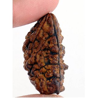 JAIPUR GEMSTONE-Natural and Genuine 1 Mukhi Rudraksha Bead by Lab Certified Rudraksh JAIPUR GEMSTONE-Natural and Genuine 1 Mukhi Rudraksha Bead by Lab Certified Rudraksh