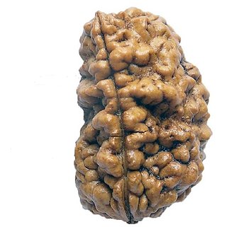 Jaipur Gemstone-natural 1 Mukhi Rudraksha With Lab Certifiedek Mukhi Rudrak Jaipur Gemstone-natural 1 Mukhi Rudraksha With Lab Certifiedek Mukhi Rudrak