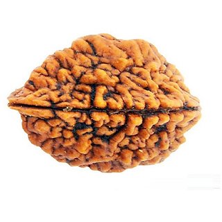                       JAIPUR GEMSTONE-1 Mukhi Lab Certified Siddha Rudraksha (Brown)                                              