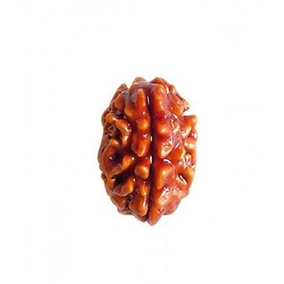 JAIPUR GEMSTONE-Natural 1 mukhi rudraksha with lab Certified/ek mukhi JAIPUR GEMSTONE-Natural 1 mukhi rudraksha with lab Certified/ek mukhi