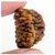 JAIPUR GEMSTONE-100% Certified Natural Genuine Rudraksha (New 1 Mukhi)