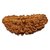 JAIPUR GEMSTONE-Ek Mukhi India Rudraksha One-faced India Rudraksha