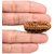 Jaipur Gemstone-1 Mukhi Rudraksha And Kuju Dana Rudraksha Pure Indonesian R