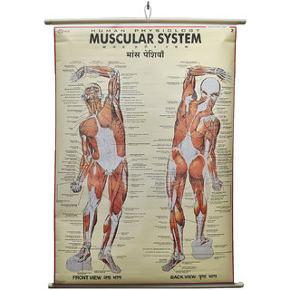 Human Physiology  Muscular System Laminated Wall Chart (Size 100X75 CM) Perfect for Classroom,Student, Medical Student