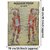 Human Physiology  Muscular System Laminated Wall Chart (Size 100X75 CM) Perfect for Classroom,Student, Medical Student
