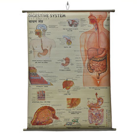 Digestive System Chart Laminated Wall Chart (Size 100X75 CM) Perfect for Classroom, Student, School, Medical Student