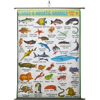 Buy Fishes Aquatic Animals Chart Laminated Wall Chart (Size 100X75 CM)  Perfect for Kids, Homeschooling, Kindergarten Online @ ₹389 from ShopClues