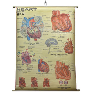 Human Heart Chart Laminated Wall Chart (Size 100X75 CM) Perfect for Classroom, Student, School, Medical Student