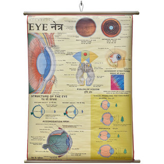 Human Eye Chart Laminated Wall Chart (Size 100X75 CM) Perfect for Classroom, Student, School, Medical Student