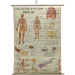 Skeletal System Chart Laminated Wall Chart (Size 100X75 CM) Perfect for Classroom, Student, School, Medical Student