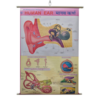 Human Ear Chart Laminated Wall Chart (Size 100X75 CM) Perfect for Classroom, Student, School, Medical Student