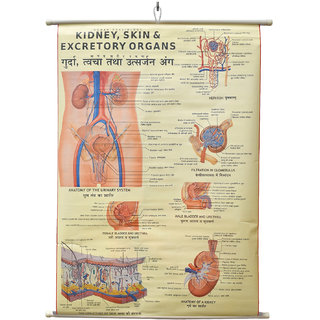 Kidney, Skin  Excretory Organs Chart Laminated Wall Chart (Size 100X75 CM) Perfect for Classroom, Student, School, Medi