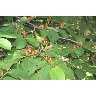                       Plantzoin East-indian screw tree Marorphali Helicteres isora Modimodica Live Plant                                              