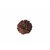 Hoseki Natural Certified Seven Mukhi 7 Mukhi Round Shape Rudraksha for Pooja 2.430gm