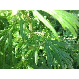                       Plantzoin Indian wormwood Majtari Artemisia indica Dayana Live Plant                                              