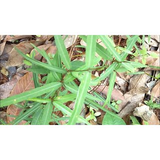                       Plantzoin Indian sarsaparilla Dudhli Hemidesmus indicus Anantamul Live Plant                                              