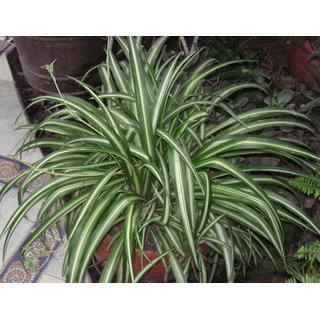                       Plantzoin Ribbon plant Spider ivy Chlorophytum comosum Live Plant                                              