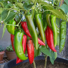 Seeds-Long Red Chili BONSAI Tree Pepper Organic Plant 30 SEEDS Length Gardentree (PACK OF 30 SEEDS)+LOWEST PRICE