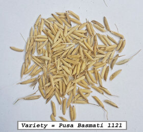 Pusa Basmati 1121 Rice Paddy Seed 1 Kg