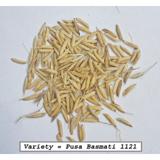                       PB 1121 Rice Paddy Seed 1Kg                                              
