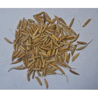                       PB 1121 Rice Paddy Seed 3Kg                                              