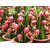 ENORME Rare Red Dragon fruit Guava/Cherry Guava Live Plant - Medium Size (Psidium cattleyanum) 200 PCs Seeds Packet