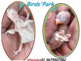 Splayed Leg Birds Treatment Bracelet Size3,4,5,67mm(10 pcs Set)-Good for Baby Canary, Lovebirds Cockatiel  Conure  C