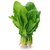 Spinach (Palak) Vegetables - 100 Seeds Pack
