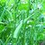 Lady Finger Bhindi Vegetables Seeds Pack Of 25 Hybrid Seeds
