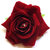 Homeoculture Red Rose flower hair clip