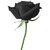 Seeds-Futaba Blood Black Rose Flower - 100 Pcs