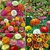 R-DRoz Zinnia Flowers 100% Pure Organic Seeds-Pack of 40 Premium Quality Seeds with Free Growing Soil